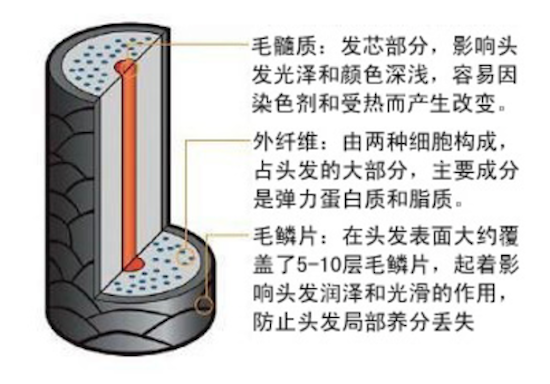 頭發(fā)知識(shí)-什么是頭發(fā)